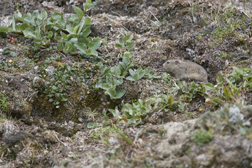 Ungava collared lemming or Labrador collared lemming (Dicrostonyx hudsonius) on tundra  Nunavik  Quebec  Canada
