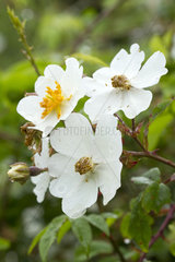 Evergreen rose (Rosa sempervirens)  Hendaye  Pyrenees-Atlantiques  France