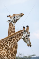 Masai Giraffe (Giraffa cameleopardalis tippelskirchi)  fight  Masai-Mara National Reserve  Kenya