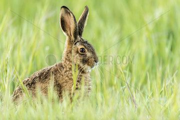 European hare (Lepus europaeus) in a field in spring  Rougemont  Burgundy  France