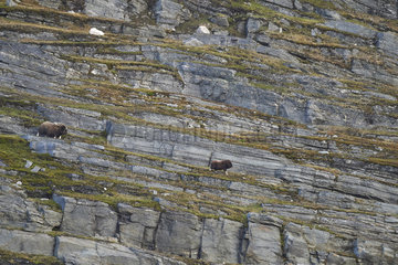 Muskox (Ovibos moschatus) and young in cliff  Quebec-Labrador Peninsula  Canada