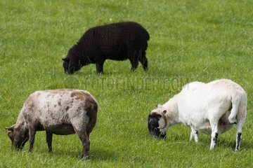Sheeps in a meadow Sutherland Scotland