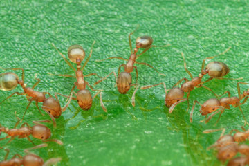 Rock ants feasting on green leaf  piling on top of each others forming oval shape ring around a drop honey. Malaysia