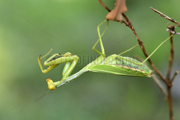 Praying Mantis (Mantidae sp)  Andasibe  Perinet  Alaotra-Mangoro Region  Madagascar