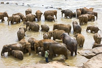 Domestic Asian Elephants to the river Sri Lanka