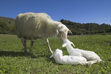 Ewe and its new-born lambs in a meadow