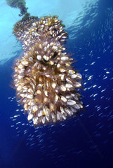 Pelagic gooseneck barnacle or smooth gooseneck barnacle (Lepas anatifera)  Tenerife  Canary Islands.