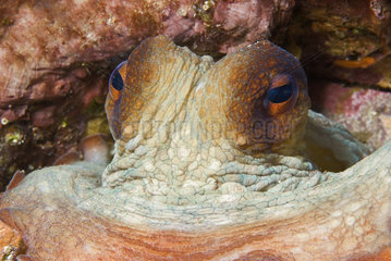 Portrait of Common Octopus (Octopus vulgaris)  Mediterranean Sea
