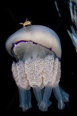 Jellyfish (Rhizostoma pulmo) with a crab (Liocarcinus vernalis)  Tyrrhenian Sea  Italia