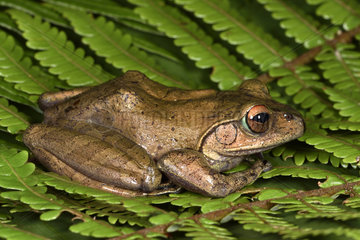 Goudot's Bright-eyed Frog (Boophis goudotii) on fern  Andasibe  Perinet  Region Alaotra-Mangoro  Madagascar
