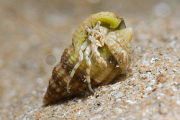 Common Hermit crab (Pagurus bernhardus)  Around the Island of Oleron  Atlantic Ocean  France