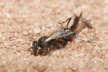 Digger wasp (Oxybelus bipunctatus) digging a gallery in the sand to deposit its prey  a fly attached to its sting  Regional Natural Park of Northern Vosges  France