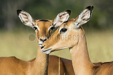 Impala (Aepyceros melampus)  females  Masai-Mara National Reserve  Kenya