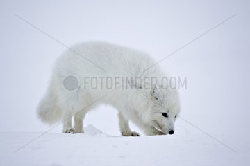 Arctic Fox searching for food in snow-covered tundra Iceland