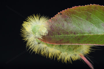 Pale Tussock (Calliteara pudibunda) caterpillar on a leaf on black background