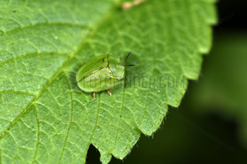 Green Tortoise Beetle (Cassida viridis) on nettle leaf  forest edge    Ballon d'Alsace  Territoire de Belfort  France
