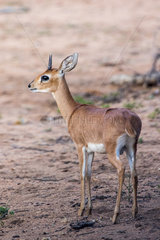 Steenbok (Raphicerus campestris)  female  Motswari private reserve  South Africa