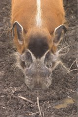 Portrait of an Red River Hog adult digging mud