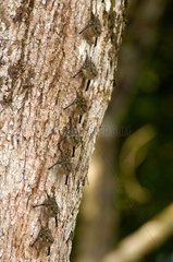 Proboscis Bats resting on a tree Tortuguero NP Costa Rica