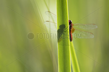 Scarlet Dragonfly (Crocothemis erythraea)in wet meadow Auvergne  France