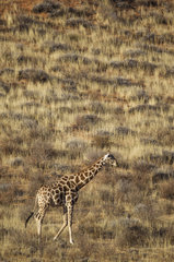 Southern Giraffe (Giraffa giraffa). Male  roaming at the foot of a grass-grown sand dune. Kalahari Desert  Kgalagadi Transfrontier Park  South Africa.