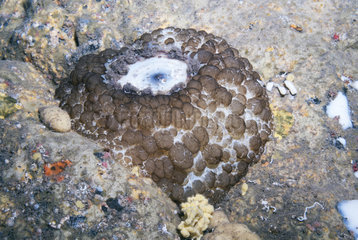 Umbrella slug (Umbraculum umbraculum) on bottom  Tenerife  Canary Islands.