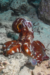 Left side view Reef Octopus (Octopus cyanea) red/ocher livery  Tahiti  French Polynesia