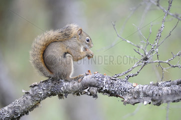 American red squirrel (Tamiasciurus hudsonicus) eating on a branch  Katmai National park Alaska  USA