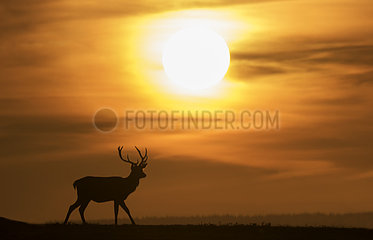 Red deer (Cervus elaphus) silhouette walking in a meadow at sunset  England