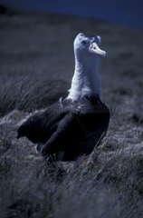 Jeune Albatros d'Amsterdam Ile Amsterdam TAAF