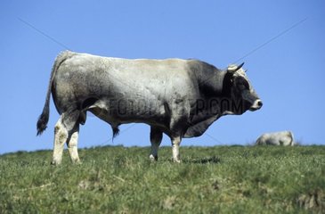 Stier der Rasse Tarine auf den Ariège Weiden [at]