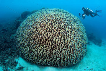 Diver and Coral Massif  Australia  South Pacific
