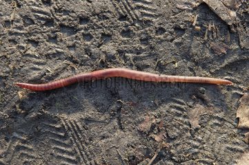 Ground worm on the ground in the Wood of Boulogne