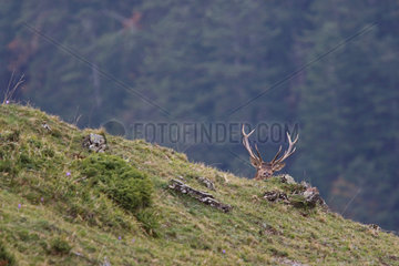 Red deer (Cervus elpahus) male in rutting season  Pyrenees  France