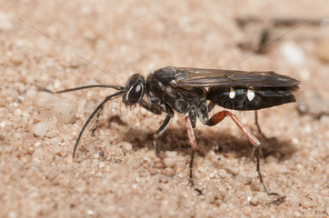 Red Legged Spider Wasp (Episyron rufipes) digging a gallery in the sand Regional Natural Park of Northern Vosges  France