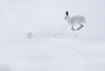 Mountain hare (Lepus timidus)  jumping in the snow  Cairngorm  Scotland