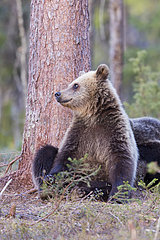 Brown bear (Ursus arctos) cub sitting in forest  Finland