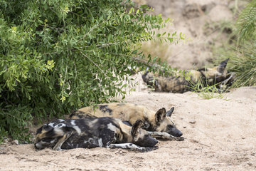 Lycaon (Lycaon pictus)  at rest  Sabi Sand Reserve  South Africa
