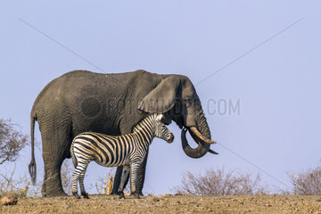 Plains zebra (Equus quagga burchellii) and African bush elephant (Loxodonta africana) in Kruger National park  South Africa