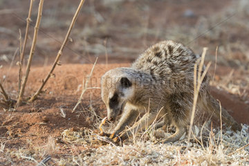 Meerkat or suricate (Suricata suricatta)  eats a scorpion  Kalahari Desert  South African Republic