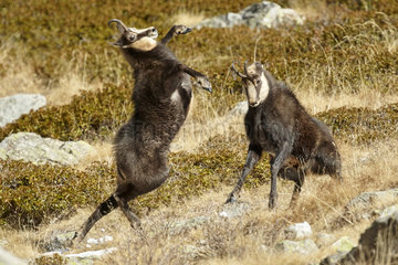 Alpine Chamois (Rupicapra rupicapra) fight between a young male and an old unicorn and one-eyed buck  rutting period  autumn  Mercantour National Park  Alps  France
