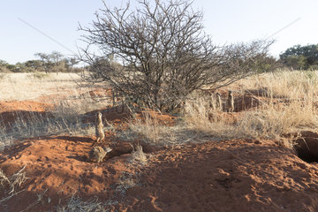 Meerkat or suricate (Suricata suricatta)  adults and youngs  Kalahari Desert  South African Republic