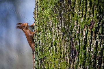 Eurasian red squirrel (Sciurus vulgaris) on a trunk  Lorraine  France