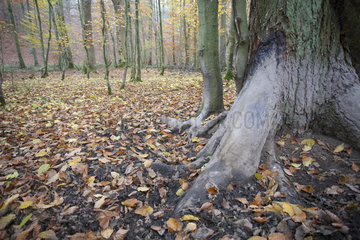 Trunk rubbed by Wild boars (Sus scrofa) near a sludge  Ardennes  Belgium