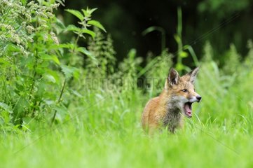 Red Fox cub 3 months olds yawning England