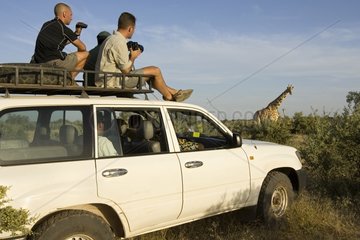 Observe Nigearian Giraffes Niger