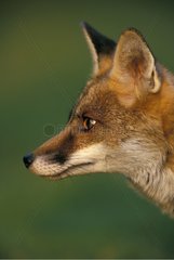 Portrait of a red Fox in profile Picardie