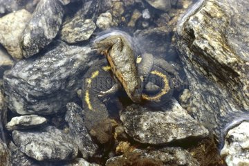 Coupling of Pyrenean Brook Salamander Vall d'Ingles Andorra