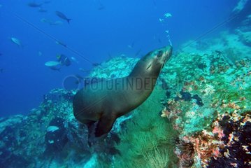 Galapagos Sea lion femelle under water - Galapagos Islands