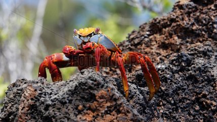 Sally Lightfoot crab on rock - Santa Cruz Galapagos
